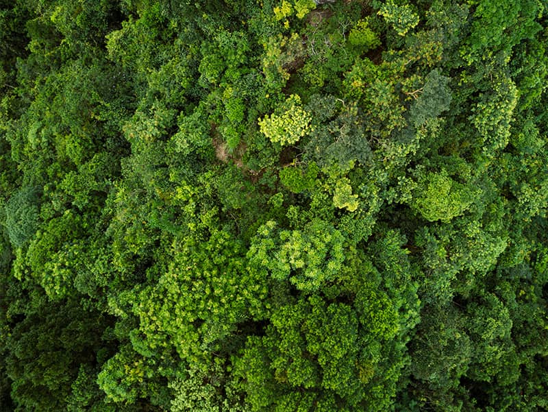 top view of forest