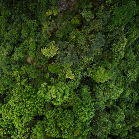 top view of tree tops in a forest